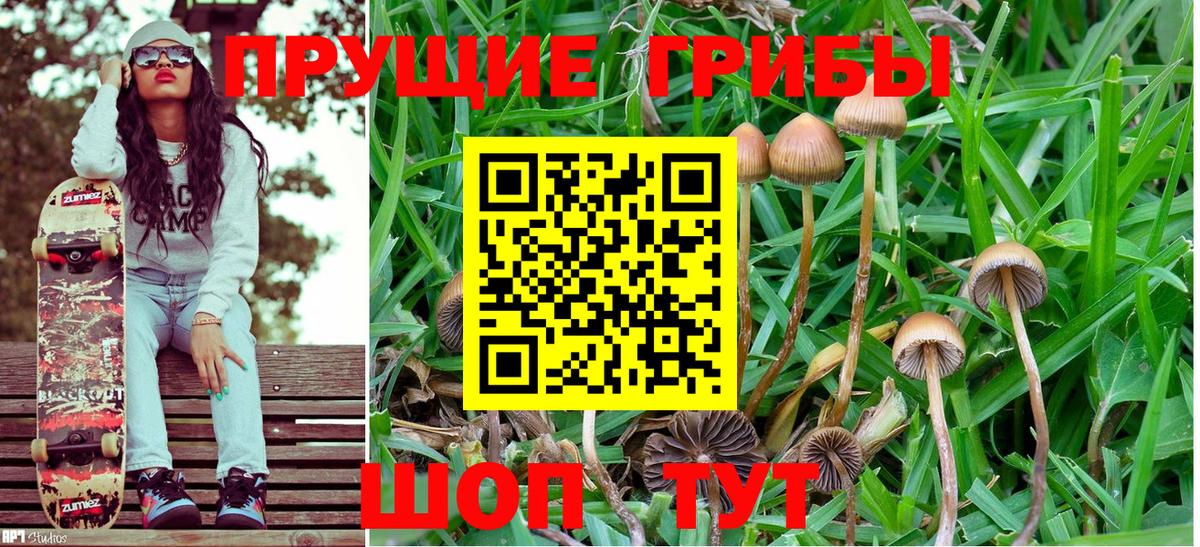 Псилоцибиновые грибы GOLDEN TEACHER Пятигорск